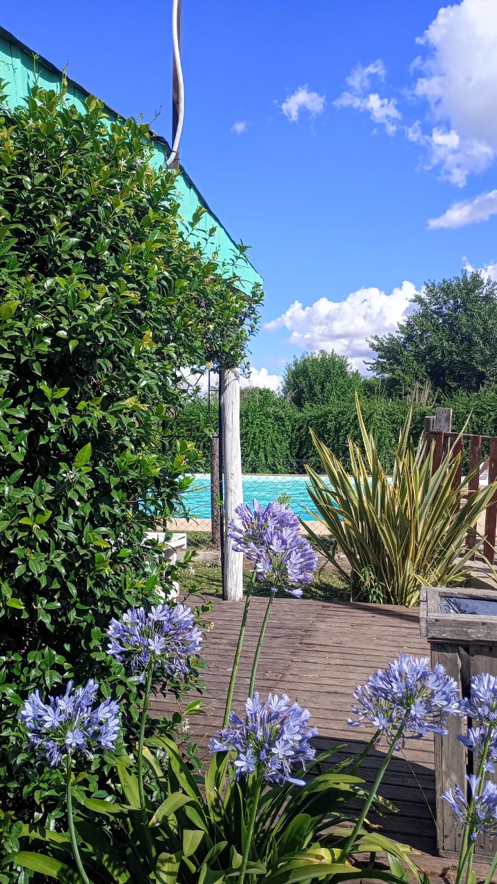 Flores violetas junto al deck y la pérgola, con la pileta de la quinta al fondo